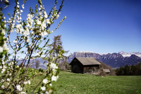 Von Klimabienen, Almräuschen und Enteneiern