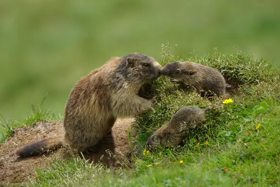 Naturerlebnisse in den Wanderhotels