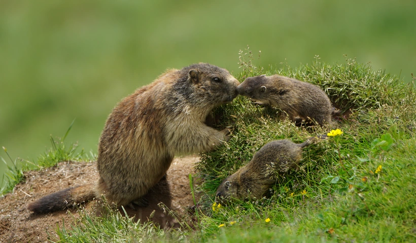 Naturerlebnisse in den Wanderhotels