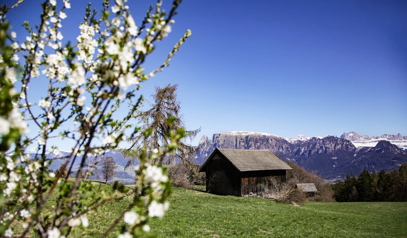 Von Klimabienen, Almräuschen und Enteneiern